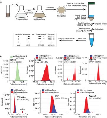 Small Alarmone Synthetase SasA Expression Leads to Concomitant Accumulation of pGpp, ppApp, and AppppA in Bacillus subtilis